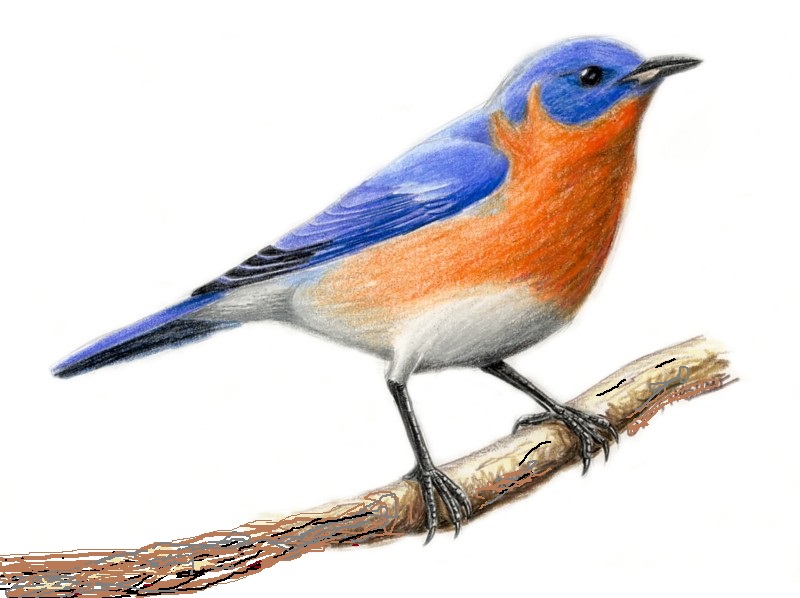 New York's State Bird is the Eastern Bluebird