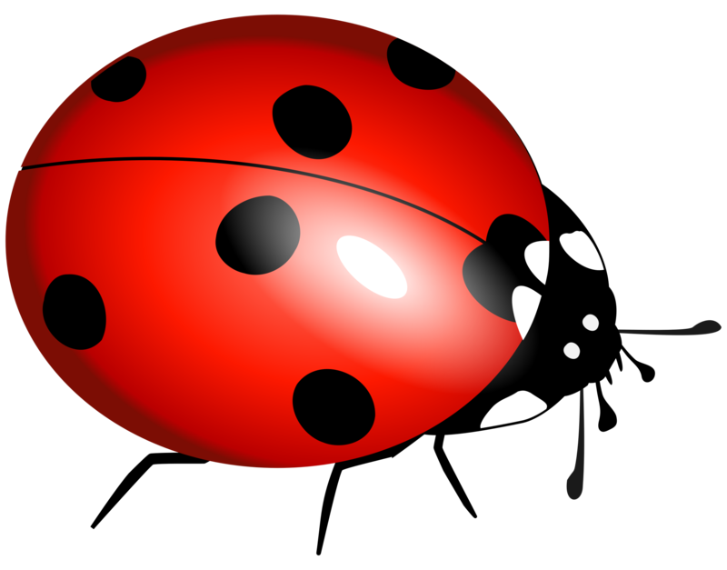 Lucky Lady Bug: Restroom Trailer Rentals in New York