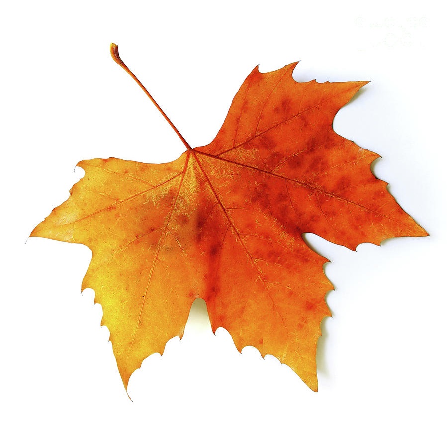 Sugar Maple is the Official State Tree of New York.